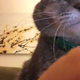 Illustration for article titled My cat is like my alarm clock, but why?